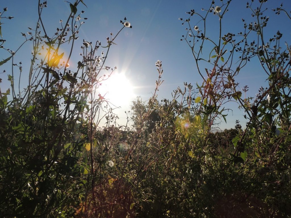 spring flora