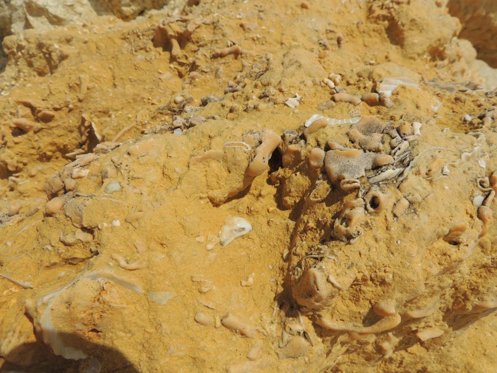 Fossil Layers on the Beach