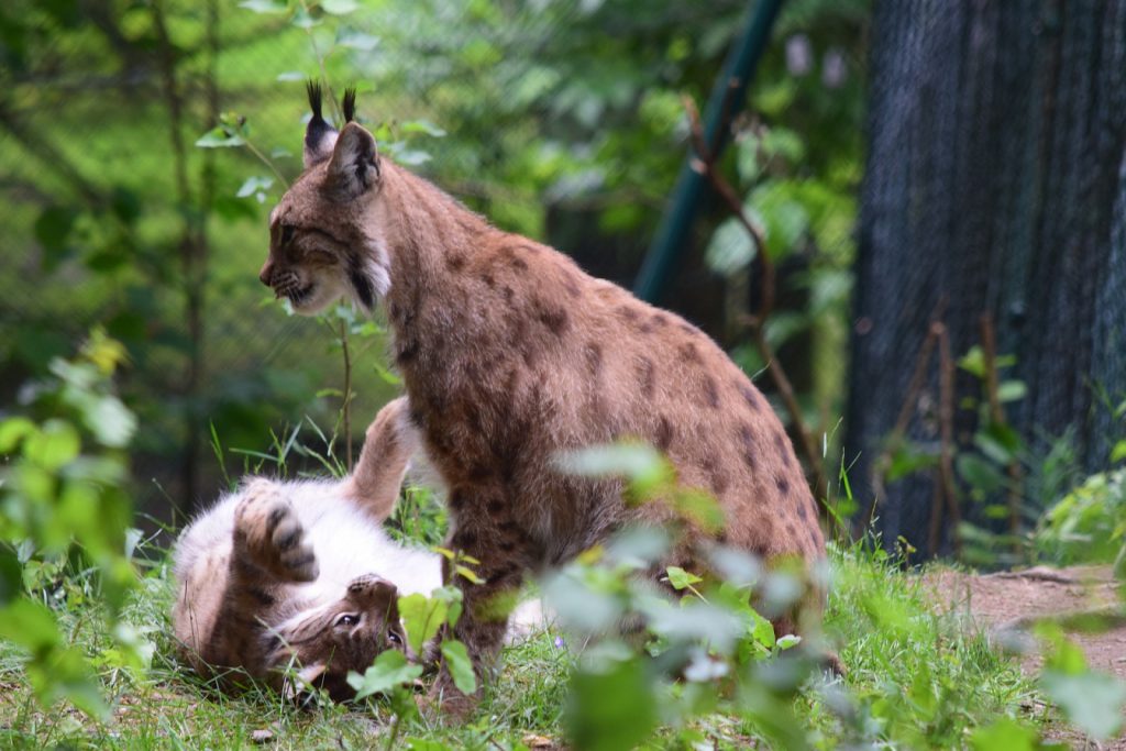 Lynx Mother with Baby