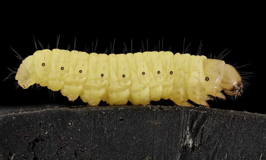 The solution for plastic, the wax worm
