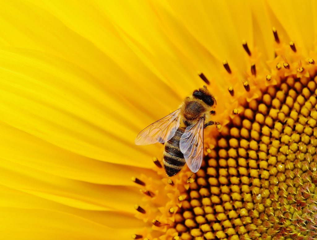 Sun Flower and Bee