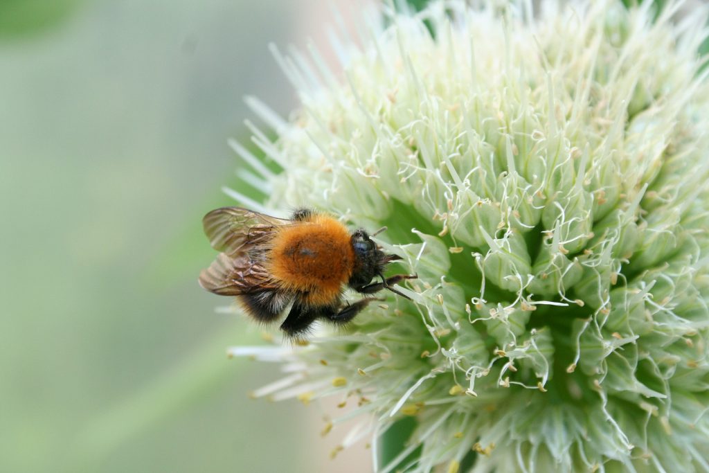 Nature and Bees