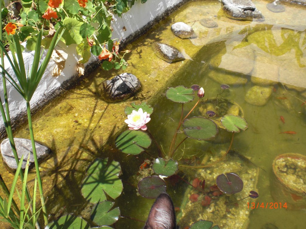 the little fishpond on the patio