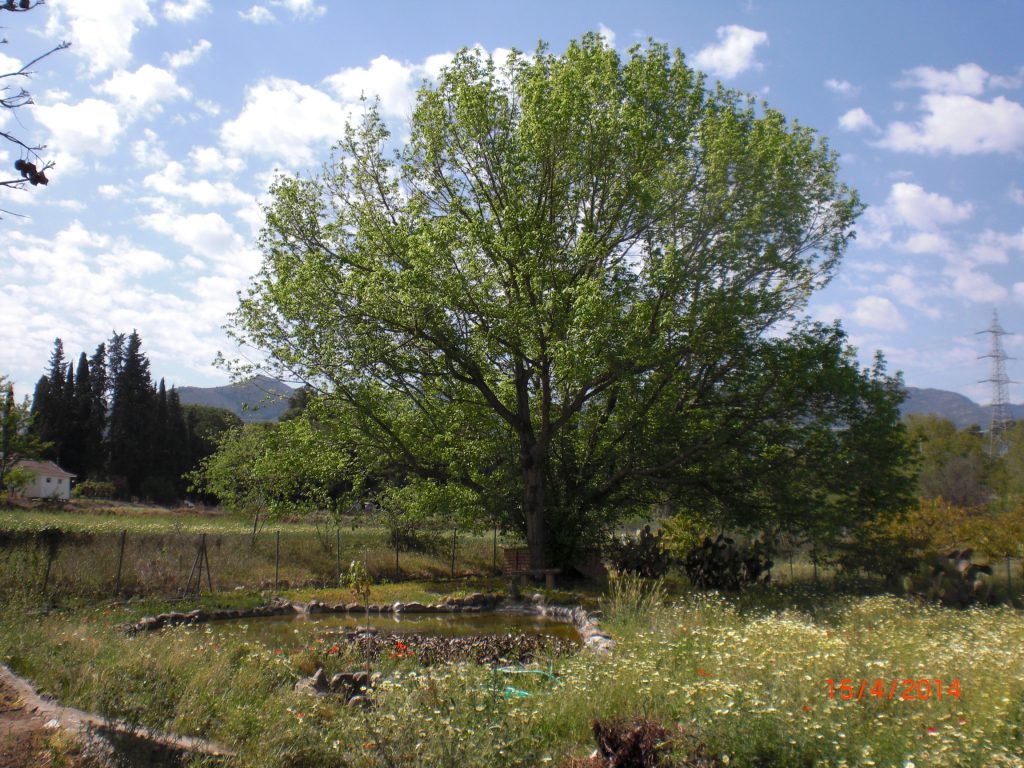 my meditation tree