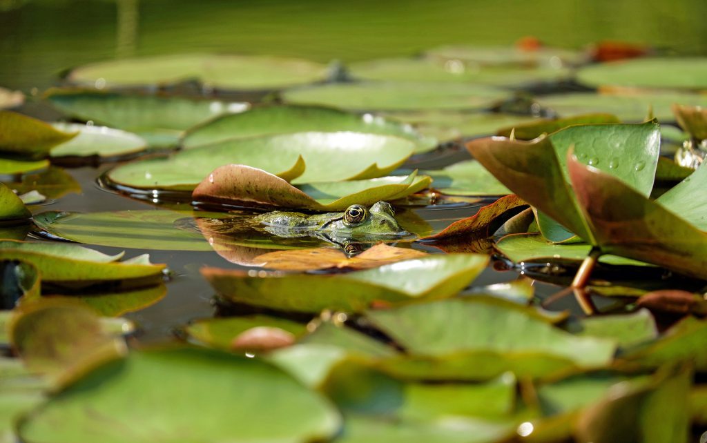 green water frog