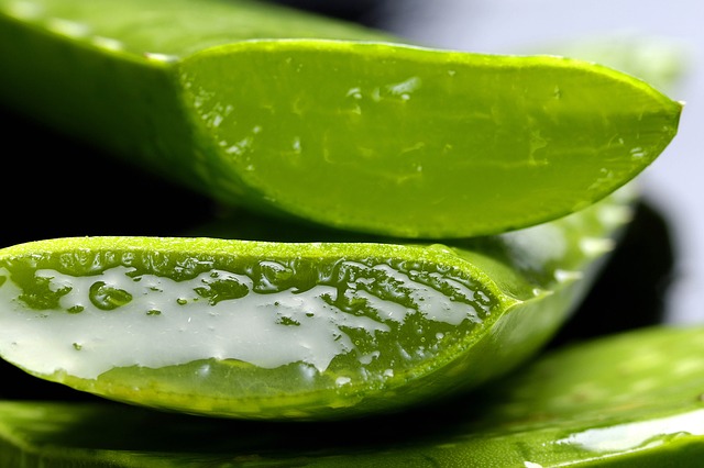 Aloe Vera Gel from a cut leaf