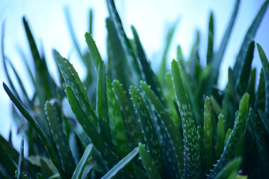 Aloe Vera Plant