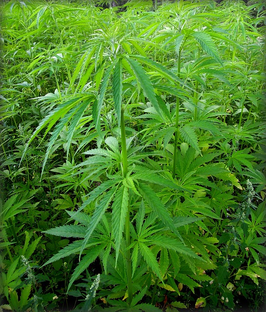 Cannabis Plantation