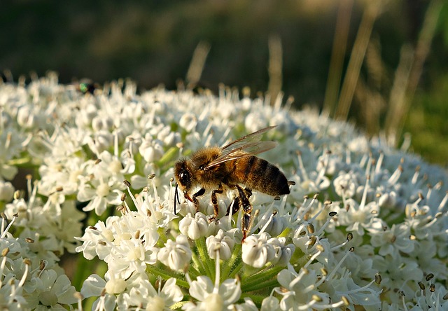 Bee at work
