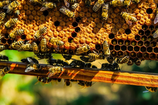 Bee Hive