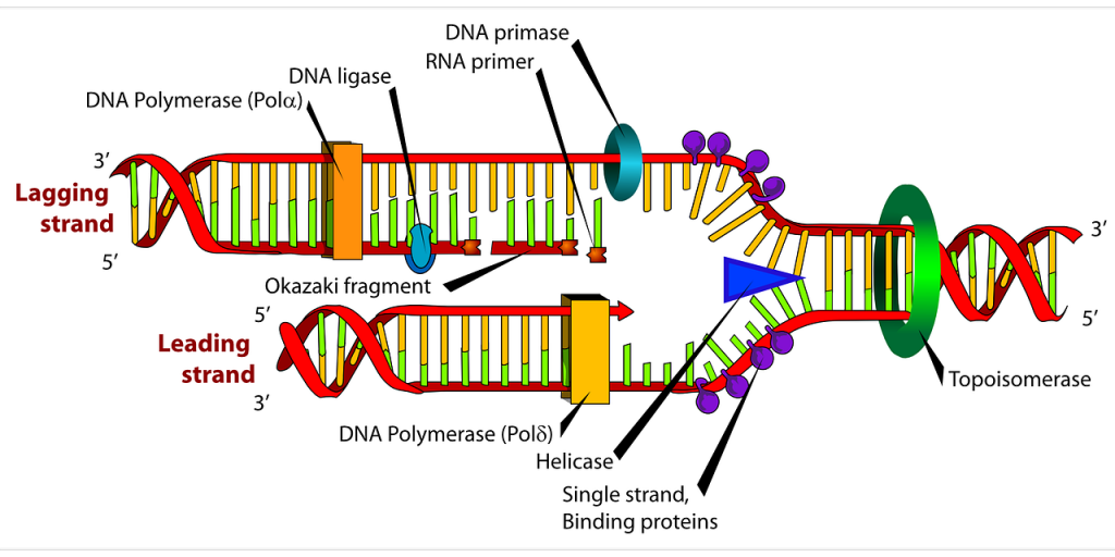 DNA