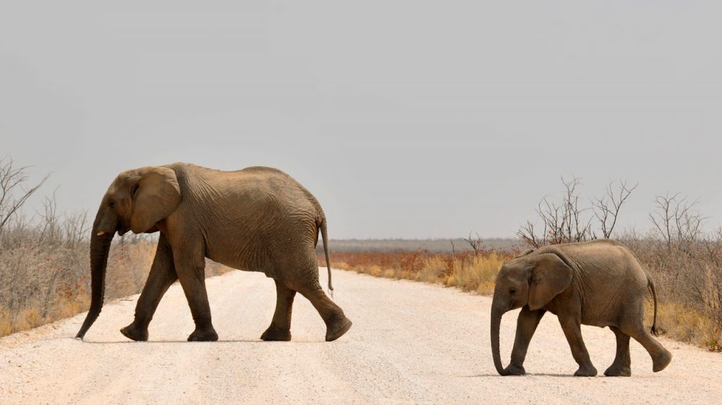 Mother elephant and baby