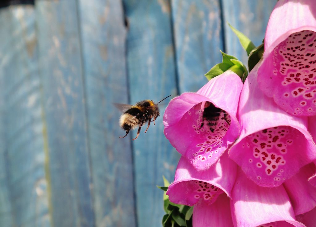 Bees at work