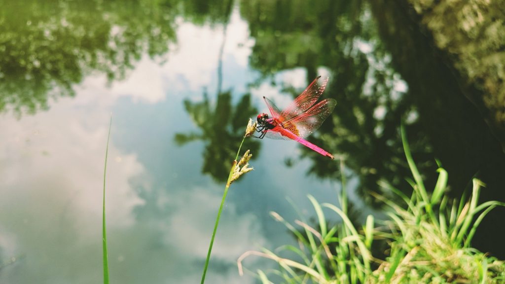 dragonfly