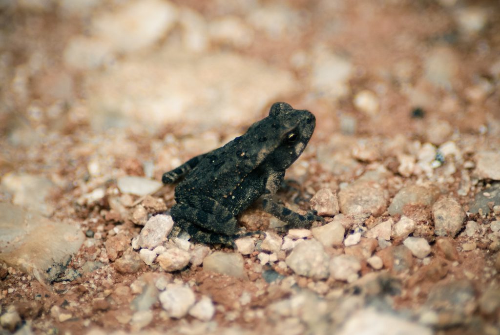Toad
