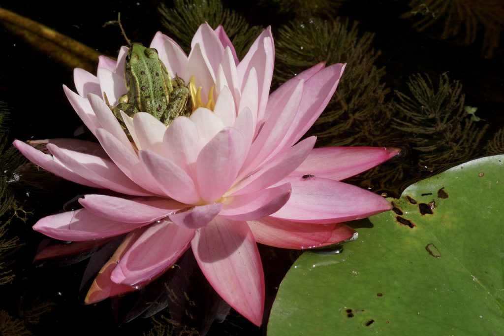 Water lily and frog