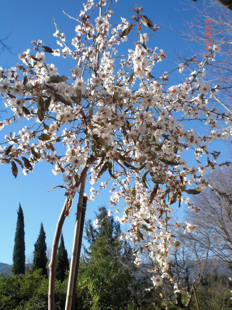 young almond tree in front of my house