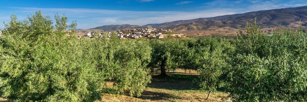 Olive Grove
