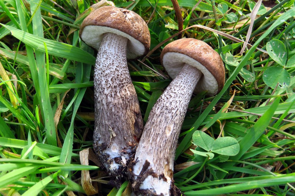 Boletus