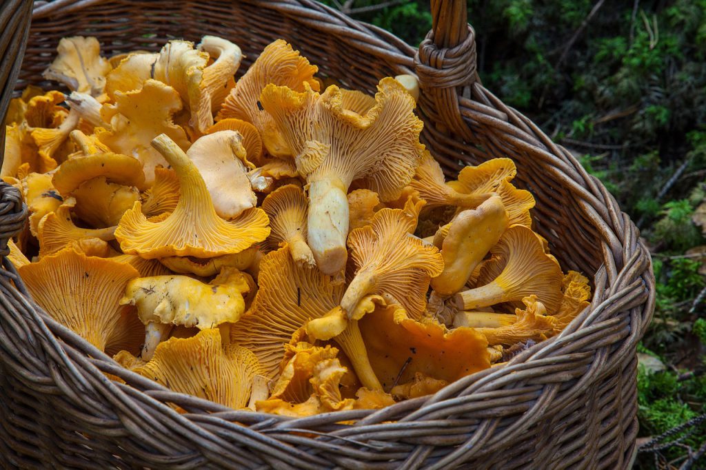 Basket with Chantarelle
