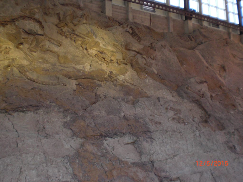 30 meter high wall with fossils