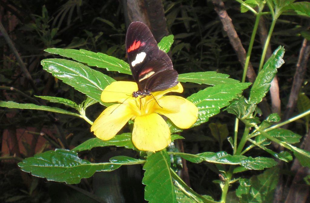 Butterfly Park