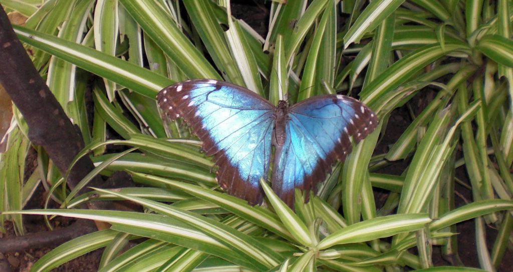 Butterfly