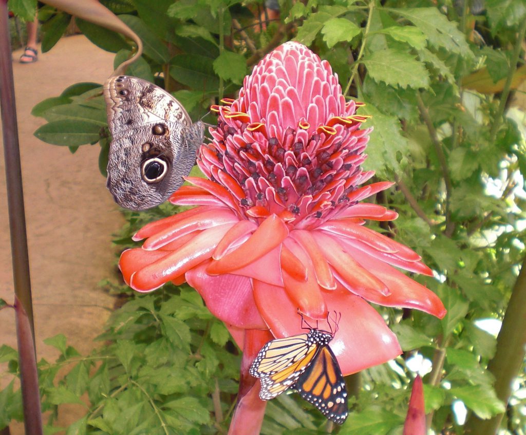 Butterfly Park