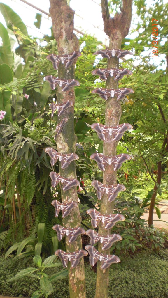 Moths