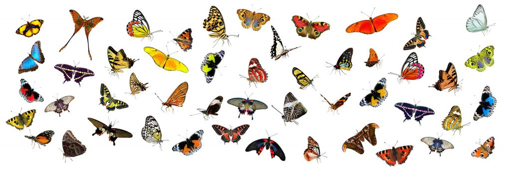 Amazing variety of butterflies