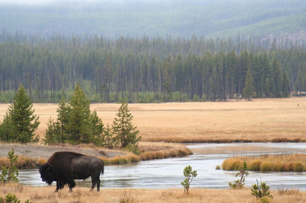 Bison in Indian country