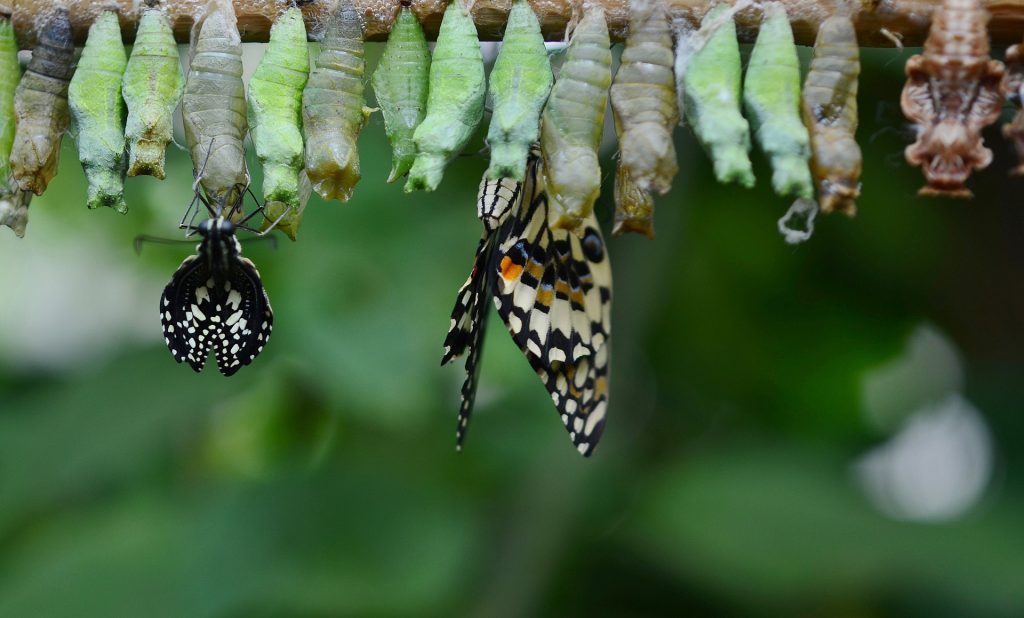 Metamorphosis