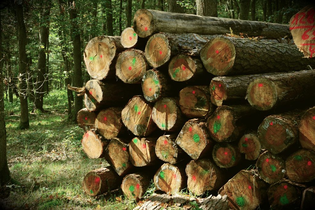 Wood . cut wood in the forest