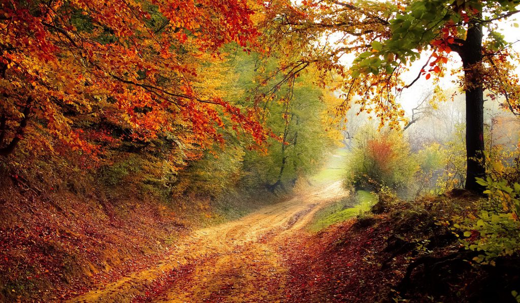 Road in the Forest