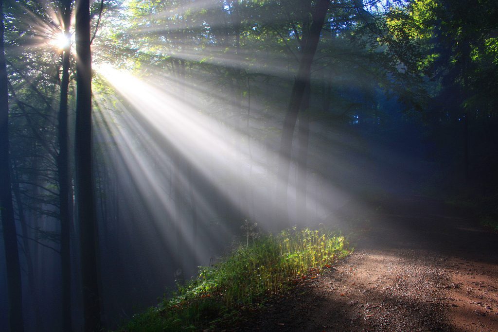 Sunbeam in the Forest