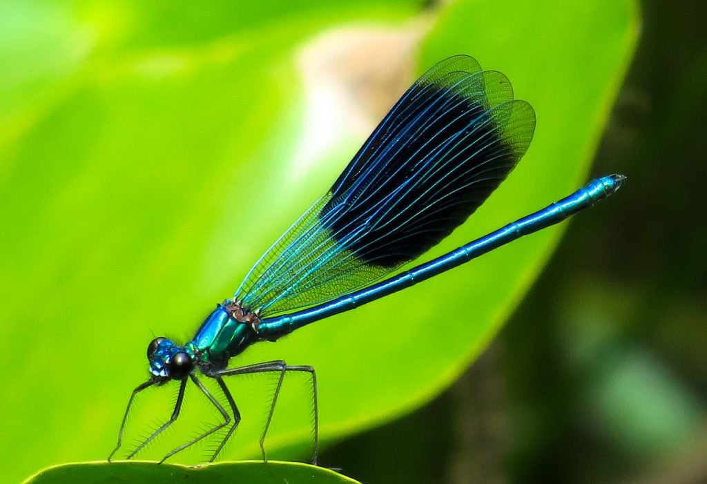 Dragon fly