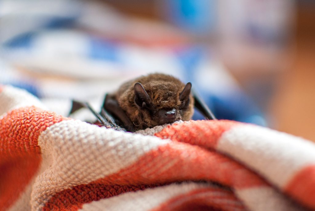 Saved Bat on towal