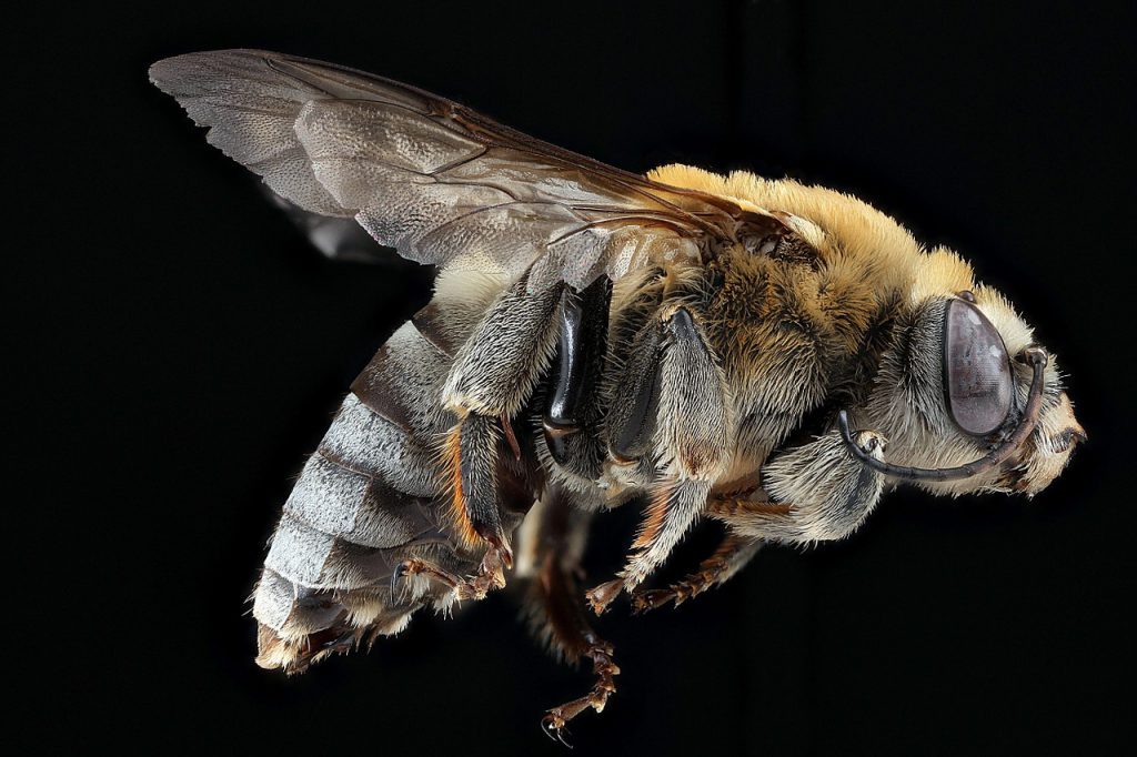 Flying Bee