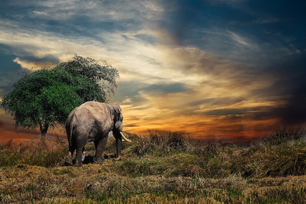 Lonely Elephant