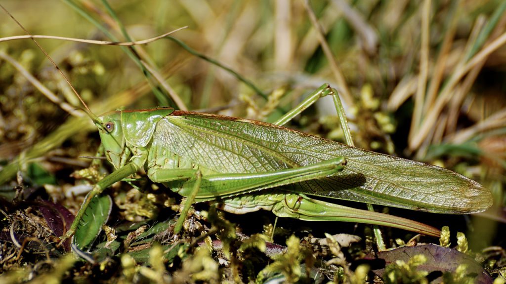 Grasshopper