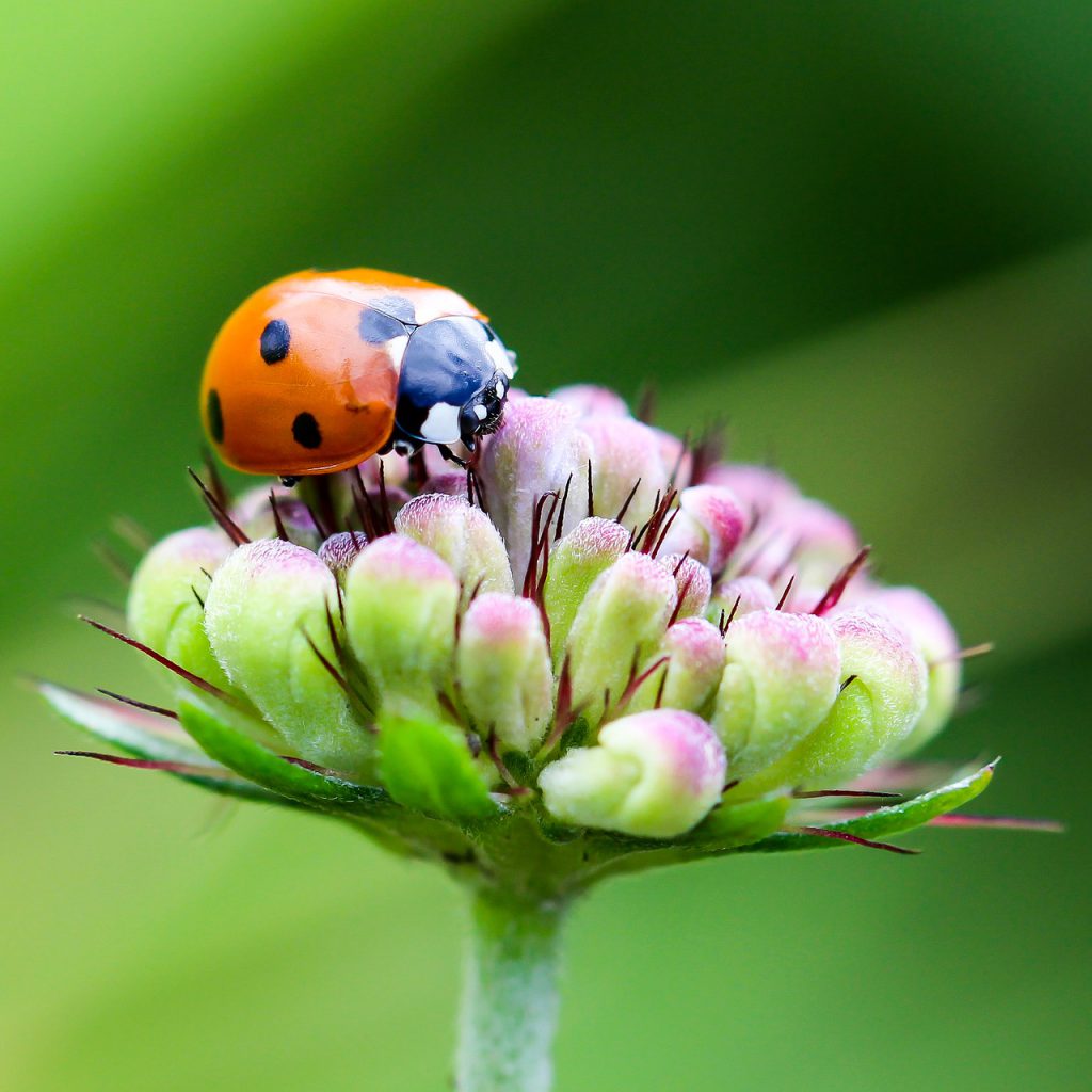 Ladybug on Flower