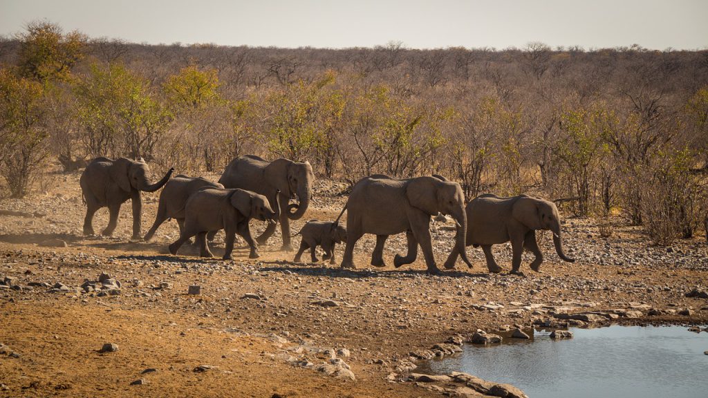 Elephant family next to waterhole