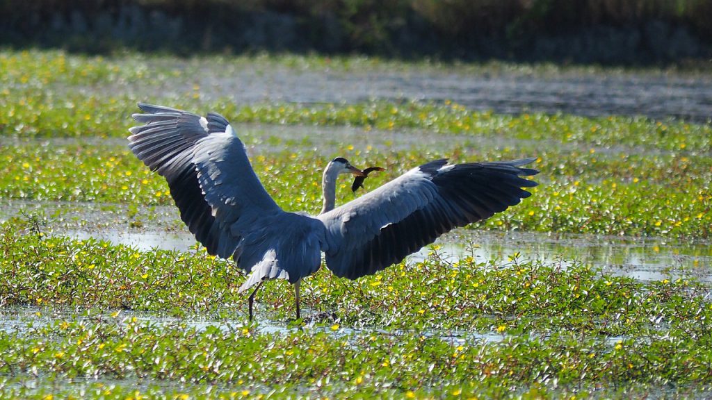 Heron with a catch