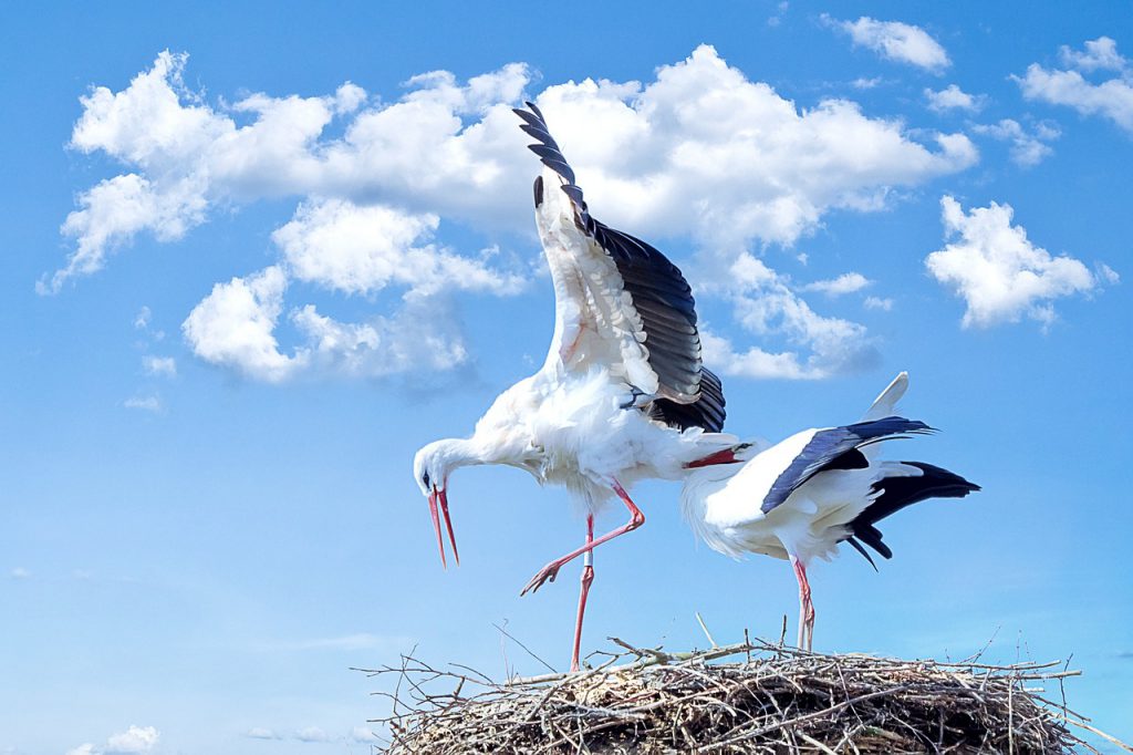 Couple of Storks on Nest