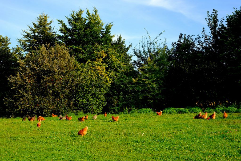 happy chickens