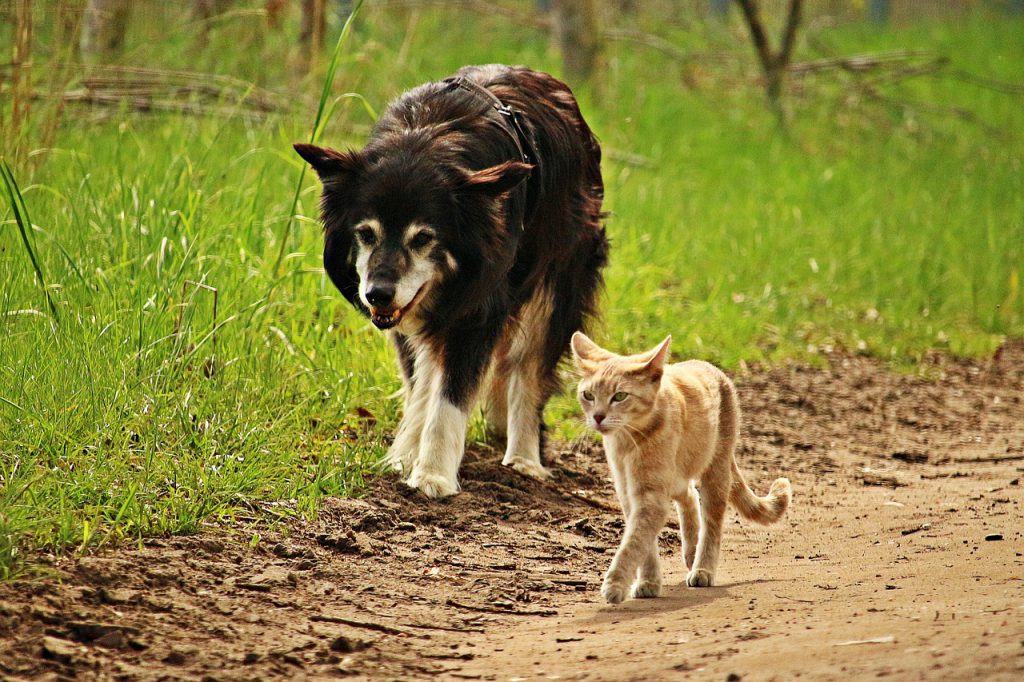 your animals are safe