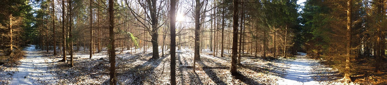 Trees in Winter