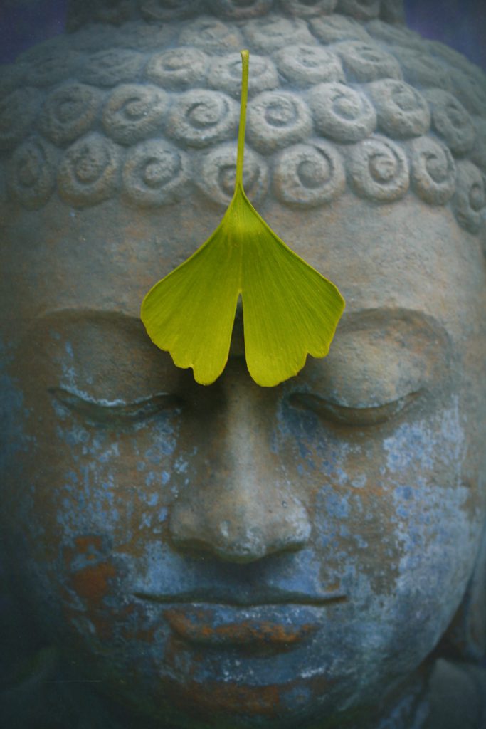 beautiful Buddha head