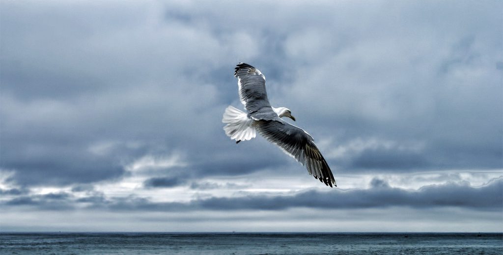 Seagull in clean environment