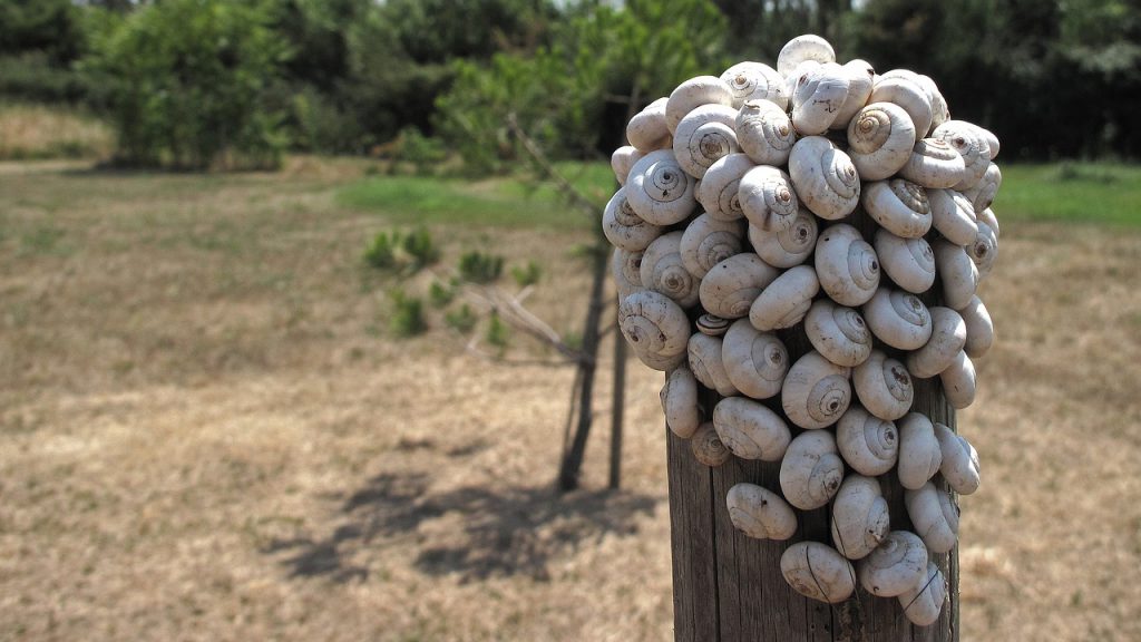 many snails on a fence